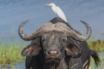 Portrait of african buffalo - Syncerus caffer also called Cape buffalo with water in background and egret on neck. Photo from Chobe National Park in Bostwana.