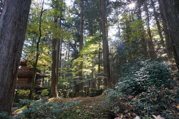 木立の間に日が差している神秘的な風景