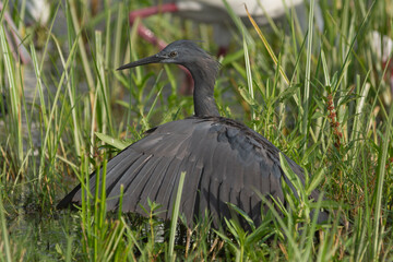 Black heron - Egretta ardesiaca - covering the water with wings with green grass in background. Photo from Okavonga Delta in Bostwana.	