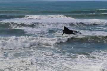 Fototapeta premium Impressions from the pacific coast