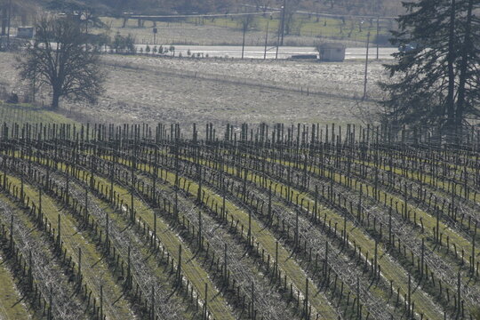 vineyard in autumn