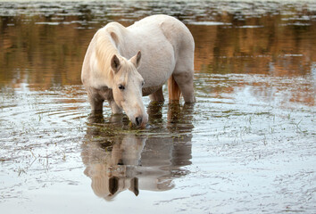 White mare reflecting in water while grazing on eel grass in the Salt River near Mesa Arizona United States