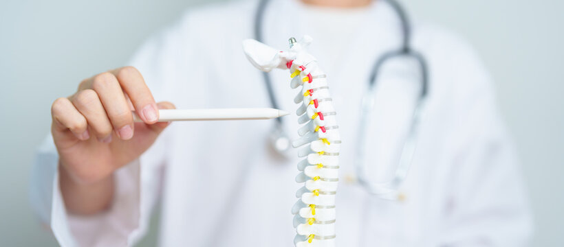 Doctor with human Spine anatomy model. Spinal Cord Disorder and disease, Back pain, Lumbar, Sacral pelvis, Cervical neck, Thoracic, Coccyx, Orthopedist, chiropractic, Office Syndrome and health