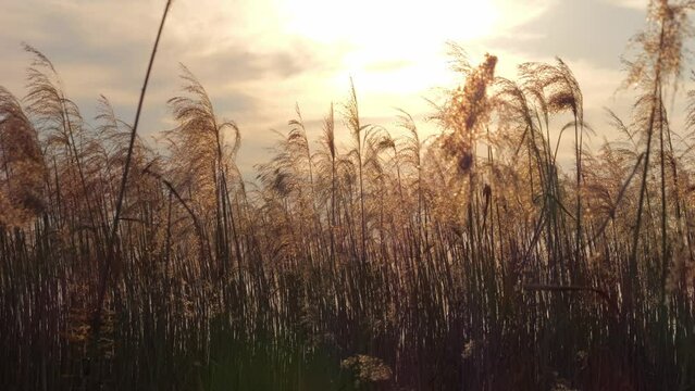 Silver grass at dusk, beautiful sunlight, light of hope, bright future