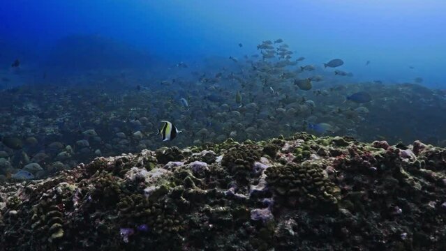 Fantastic Shoal of fish in the pass of TIPUTA in the Atoll of Rangiroa in the French Polynesia in the middle of the South Pacific