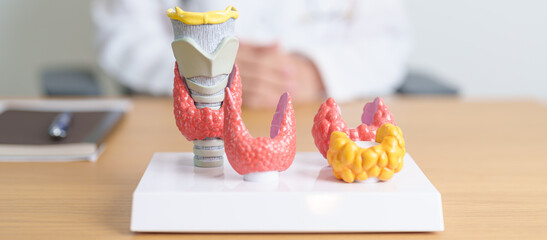 Doctor with human Thyroid anatomy model. Hyperthyroidism, Hypothyroidism, Hashimoto Thyroiditis,...