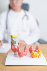 Doctor with human Thyroid anatomy model. Hyperthyroidism, Hypothyroidism, Hashimoto Thyroiditis,...