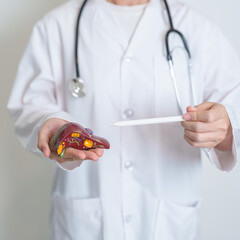 Doctor holding human Liver anatomy model. Liver cancer and Tumor, Jaundice, Viral Hepatitis A, B, C, D, E, Cirrhosis, Failure, Enlarged, Hepatic Encephalopathy, Ascites Fluid in Belly and health