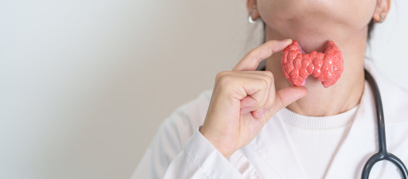 Doctor with human Thyroid anatomy model. Hyperthyroidism, Hypothyroidism, Hashimoto Thyroiditis, Thyroid Tumor and Cancer, Postpartum, Papillary Carcinoma and Health concept