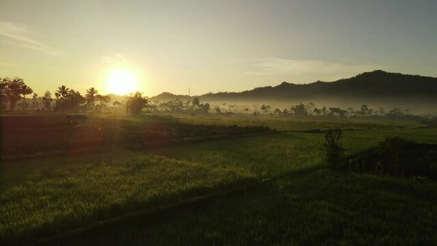 sunrise aerial video of sunny ricefields and palm trees
