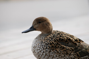 A brown duck