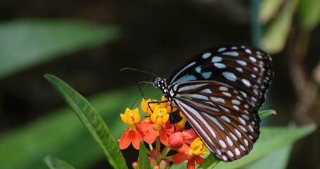 Butterfly on flower