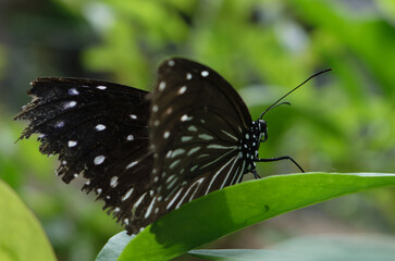 Close view of a butterfly on a leaf