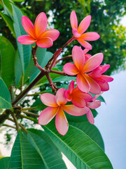 Beautiful and Colorful Frangipani Flowers