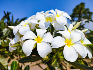 Obraz premium Beautiful and Colorful Frangipani Flowers