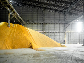 Pile of paddy rice grain store inside huge bulk warehouse at a milling plant.