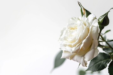 white rose isolated on white