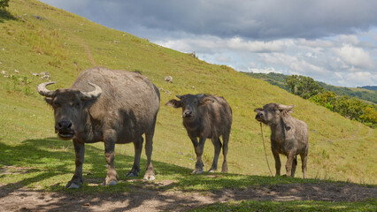 Obraz premium buffaloes, sunny day, panoramic view of a tropical island with mountains