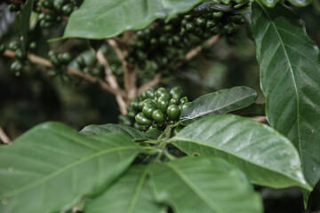 Granos verdes de café orgánico - Chanchamayo, Junín, Perú	
