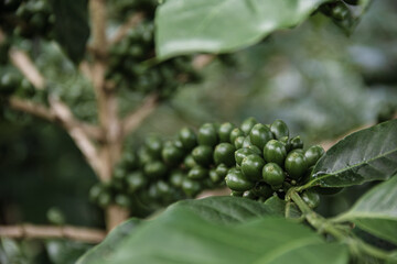 Granos verdes de café orgánico - Chanchamayo, Junín, Perú	
