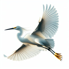 snowy egret, garceta nívea, snowy heron, снежная цапля, bangau bersalju, isolated White background