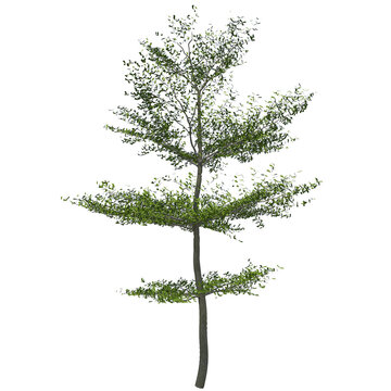 Kencana tree in Indonesia, is a mid-sized tree in the leadwood tree family . Rendered image with PNG format.