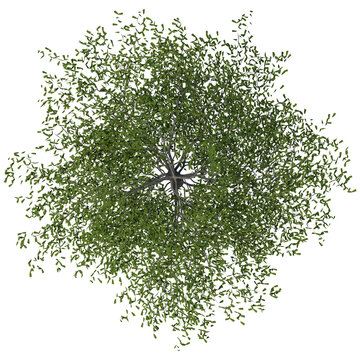 Madagascar almond or Terminalia neotaliala, the Madagascar almond tree as known as Ketapang Kencana tree in Indonesia, is a mid-sized tree in the leadwood tree family . Rendered image with PNG format.