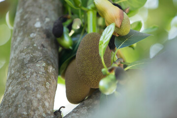 Fruit of jackfruit on the tree in the garden, Thailand.