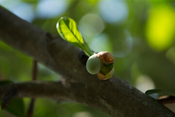 Fruit of jackfruit on the tree in the garden, Thailand.
