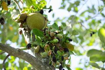 Fruit of jackfruit on the tree in the garden, Thailand.