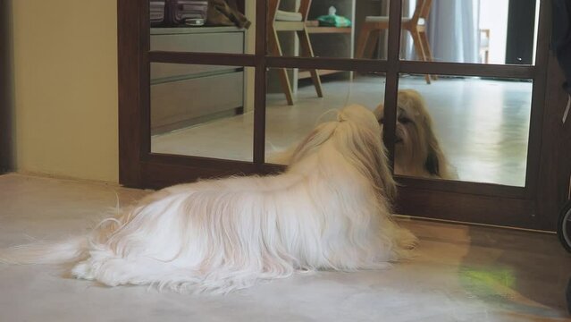 Shih tzu dog on floor looking in the mirror