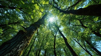 Fototapeta premium Aerial Elegance Witness the Harmony of Nature in a Mesmerizing Ground to Sky View of the Enchanting Forest Canopy