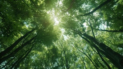 Fototapeta na wymiar Forest Canopy Marvel A Ground to Sky View of Towering Greenery