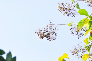 Tectona grandis, Teak or LAMIACEAE or teak plant or teak seed teak and flower