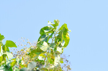 Tectona grandis, Teak or LAMIACEAE or teak plant or teak seed teak and flower
