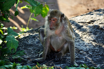 Sick old monkey. Image of an elderly macaque that lives in the same area as humans. Showing signs of drowsiness and boredom that is expressed through body language indicating illness or discomfort