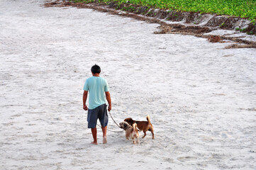 Young man walks a dog on the beach Ideas for spending time during the holidays Relaxation by the...