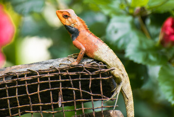 Scaled Guardian: The Enigmatic World of the Lizard