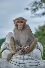 Naklejka premium Monkey sitting at a temple