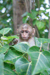 Monkey picking at leaves
