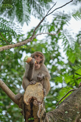 Monkey eating an icecream
