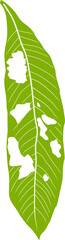 Leaves are eaten by caterpillars illustration