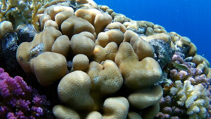 coral reef and coral