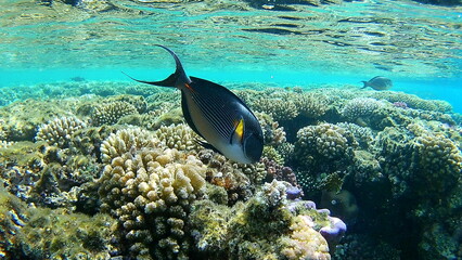 coral reef and fish