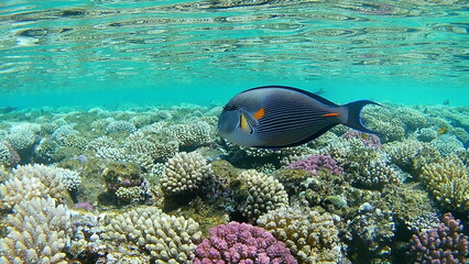 coral reef with fish