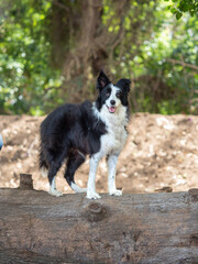 black and white border collie on tree
