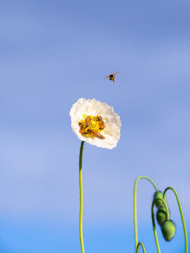 bees pollenating on white flower