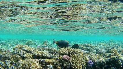 coral reef and diver