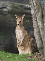 Kangaroo Australian wildlife on camping 
