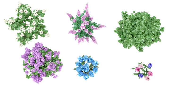 Heliotropium arborescens,hyacinths,Calycanthus chinensis,Astilbe Japonica,Viburnum flowers plants from the top view isolated white background
